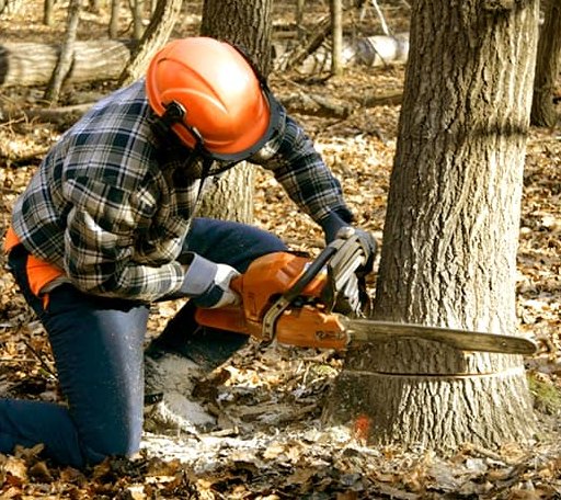 Tree Removal in Breedsville, MI